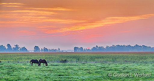 Equine Pals At Sunrise_46020-2.jpg - Photographed near Smiths Falls, Ontario, Canada.